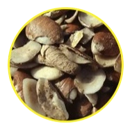 Irvingia gabonensis