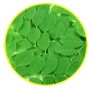 Moringa