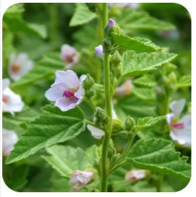 Althaea Officinalis
