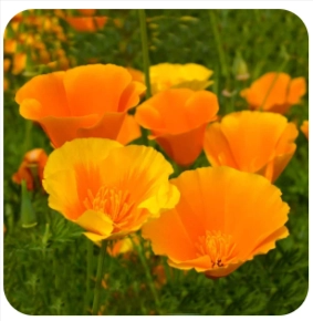 California Poppy Seed