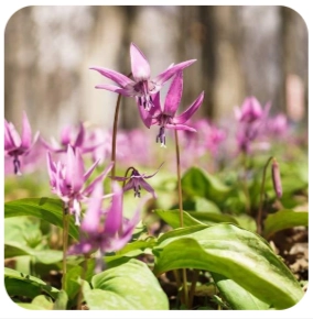 Corydalis Yanhusuo