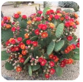 Opuntia Phaeacantha