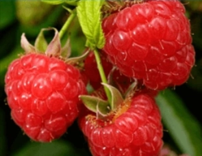 Raspberry Ketones