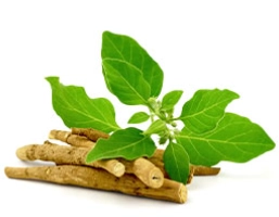 Ashwagandha Extract