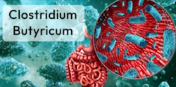 Clostridium butyricum