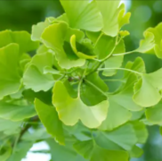 Ginkgo Biloba