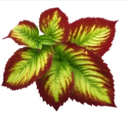 Horny Goat Weed Extract