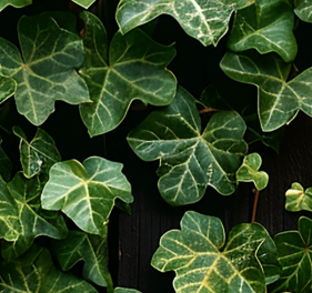 Ivy Extract