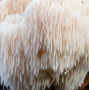Lion’s Mane Mushroom
