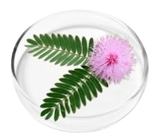 Mimosa Pudica