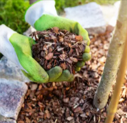 Pine Bark Extract