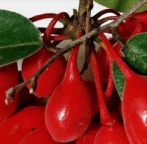 Uvaria Rufa Blume Extract